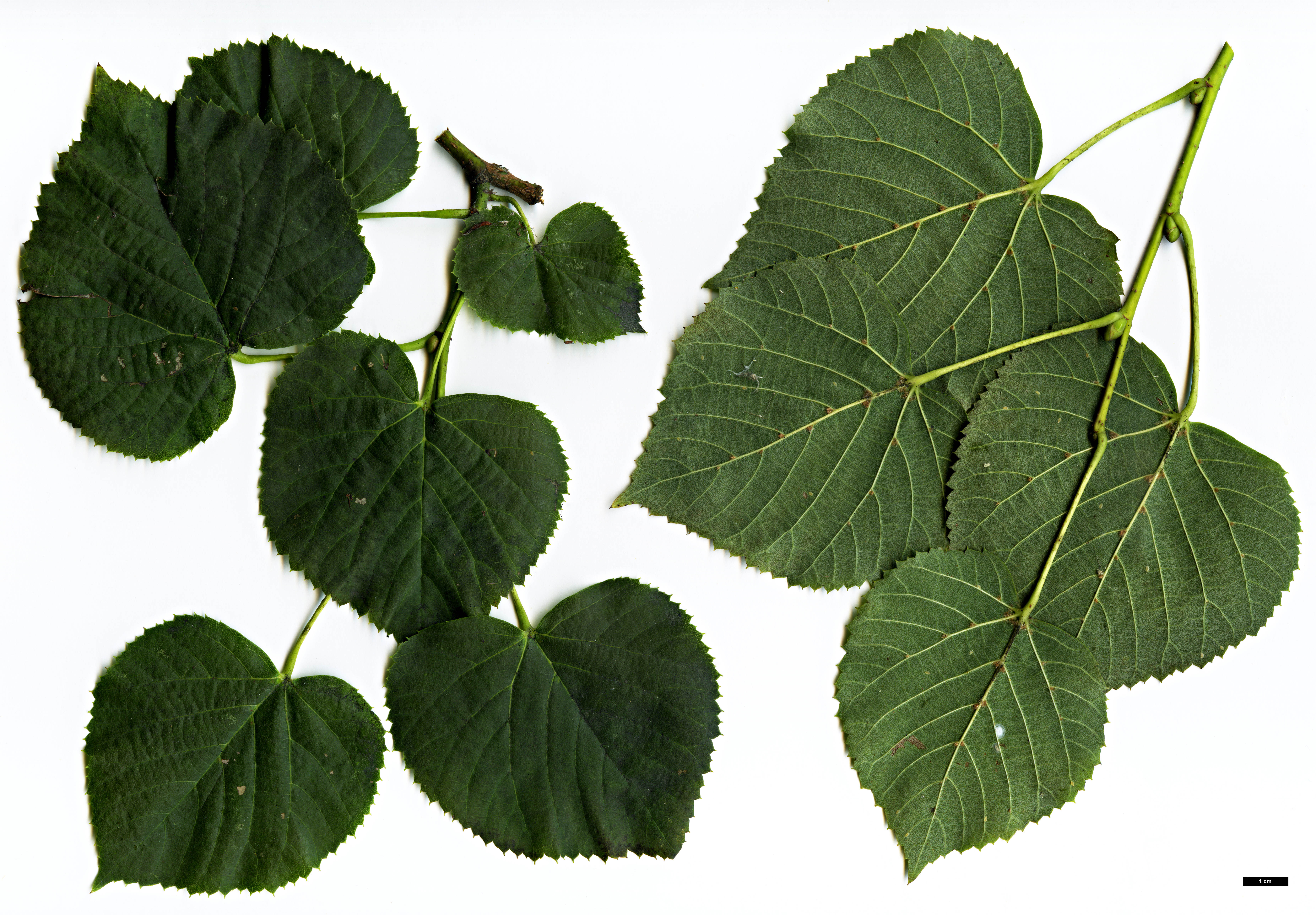 High resolution image: Family: Malvaceae - Genus: Tilia - Taxon: dasystyla - SpeciesSub: subsp. dasystyla